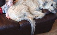บันทึกโลก! Finnegan สุนัขที่มีหางยาวที่สุดในโลก 