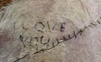 ช็อค! นศ.สัตวแพทย์เย็บแผลสุนัข I Love You ส่งรูปให้แฟนสาว