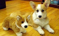 หน้าเหมือนกันเป๊ะ!  รวมภาพ 18 น้องหมาถ่ายรูปคู่กับตุ๊กตา