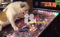 Ңͧٺ ҡ Pinball ?