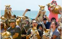 ѡش! СѴѴҹ Corgi Beach Day Ť蹹