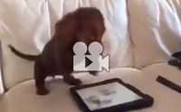 iPad оѧҹҴѪع