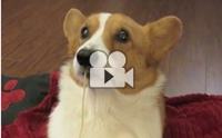 ͤҡթҡҹ  ͹ Lady and the Tramp