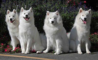 รวมพล 10 สายพันธุ์ น้องหมาที่เก่าแก่ที่สุดในโลก!! 