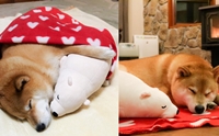ѡ! Marutaro Ժشǹ͹ ͧյ꡵բҧ 