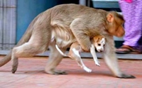 ش! ԧԹѺ§١عѢèѴ Դҧ