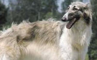 Borzoi  ͧ˹š