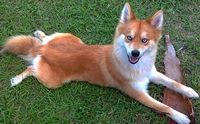 ! Pomsky ٺѡ١觻 Ѻ 䫺¹ 