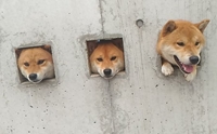 ѡԹ!! 3 Ժ˹Ǫͺشᾧѡªǭ