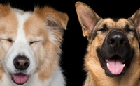 ô! Zen Dogs Ҿ觤آͧعѢ ͪҧҾѵ觻 2016