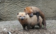 Bush Dog (ت͡) ͧ¾ѹҡ