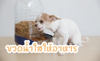  D.I.Y Dog Feeder Ǵ ӧ 5 ҷ