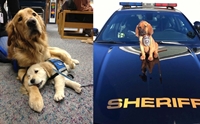 10+ Ҿ١عѢ Service Dog Ѻ÷ӧҹѹá 繡ͧ !!