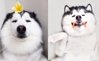 Ӥѡ Maru 䫺¹ ʡդآشš !!