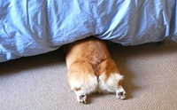 ѴѹѺ 4 鹷¹ͧ ǵͧ (§ӴѺ)