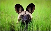 African Wild Dog ǡԴ ж١