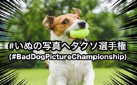 ͪǭ蹾㨵ԴΪ #BadDogPictureChampionship ͧҵͧ
