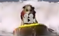 дҹ ѹ