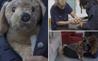 RSPCA ¤Իѹʵ з͹ԵعѢ١ !