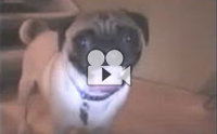 ͷ!! ѡ