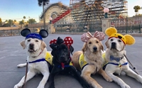 ѡش! ꧹ͧ Service Dog ءҧʹŹ