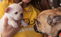 Bark N Borrow ;ش맷سͧҤ§ !