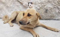 ˹ªªԵعѢ١ǡӾ 駤ҧѡѹẺ!