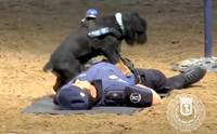 ԻعѢǨҸԵ÷ CPR ªԵ ҹú!