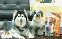 []ѺͧҢ عѢô Dog Days ٵТ