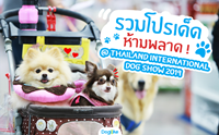 Dogilike ҵ Thailand International Dog Show 2019 ͹ 1