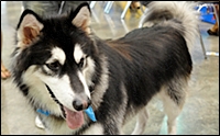  Dog Expo ҧ  Ҵٺҡȡѹ