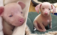 ѡ  Piglet ͧҼҧçѹѺ 价š !