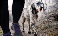 Alabama rot äó֡ѺعѢ ѧҺ˵