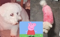ٺ Peppa Pig ѧس١ 3 Ҵˡ!