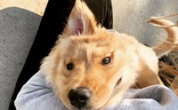  Rae شѡթ 