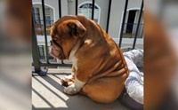 เจ้า Big Poppa นั่งเศร้าอยากเล่นกับเด็กๆ แต่เจอพิษโควิด-19!