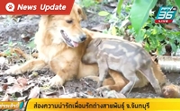 สุุดอบอุ่น ... ลูกหมูป่าหลงทาง ได้หมาและแมวเป็นแม่บุญธรรม