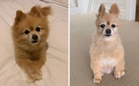 20 ภาพชวนขำ เมื่อน้องหมาถูกเจ้าของตัดขนให้ในช่วงกักตัว!