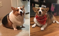 รวมภาพBefore & After เมื่อตูบลดน้ำหนัก น่ารักขึ้นเป็นกอง! 