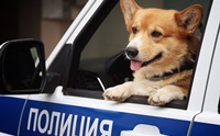 เกษียณแล้ว! เจ้า Ryzhiy คอร์กี้ K-9 เพียงตัวเดียวของกรมตำรวจรัสเซีย