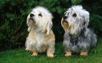 Dandie Dinmont Terrier عѢѹҡҡѧ