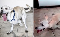 TinTin หมาขาพิการถูกเจ้าของทอดทิ้ง วันนี้ได้บ้านใหม่แล้ว!