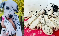 Ҥʹ١͡˭ ͧǤ¡ٹѧ 101 Dalmatians!