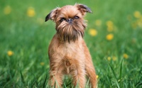 Brussels Griffon ͧҢ蹷§㹾鹷ӡѴ ..