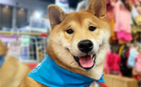 Dogilike ҵ Thailand International Dog Show 2020 ͹1