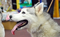 !!! 纵ҡ PET EXPO 2010