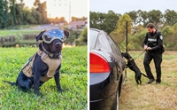 ŧѡعѢ K9 ѧǨʵԻ!