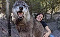 Wolfdog ҵʹѧ١!!