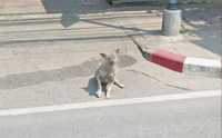 Google Map เริ่มเบลอหน้า! ปกป้องความเป็นส่วนตัวให้กับน้องหมา