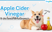 Apple Cider Vinegar 9 ªաѺͧ!